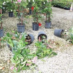 Better Bilt TopHat Plant Container Stabilizer - 7 Gallon Size 7 Better Bilt TopHat Plant Container Stabilizer - 7 Gallon Size -Garden Care 3ps7 3 1