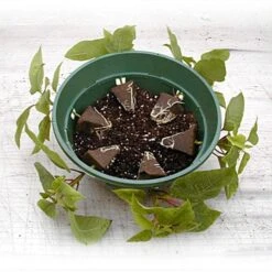 Belden Plastics 10 Inch Hanging Garden Baskets Case Of 25 -Garden Care 690202 4