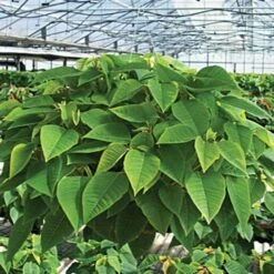 Belden Plastics 10 Inch Hanging Garden Baskets Case Of 25 -Garden Care 690202 6