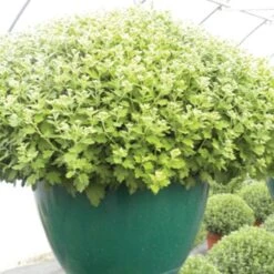 Belden Plastics 14-Inch Saucerless Baskets, Green, Case Of 25 -Garden Care 690801 3 1