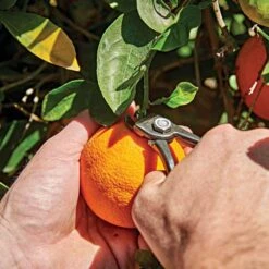 Shear Corona Harvesting -Garden Care ag5060 live2 1