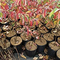 Coco Weed Guards, 50-Centimeter Diameter, Case Of 50 7 Coco Weed Guards, 50-Centimeter Diameter, Case Of 50 -Garden Care cd50a 2