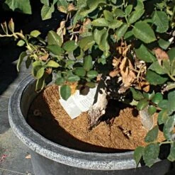 Coco Weed Guards, 90-Centimeter Diameter, Case Of 15 7 Coco Weed Guards, 90-Centimeter Diameter, Case Of 15 -Garden Care cd90a 3