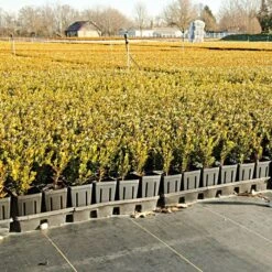 3.2oz Premium Woven Ground Cover 15ft (Folded) X 300ft -Garden Care gc33 field 5.2.23 1