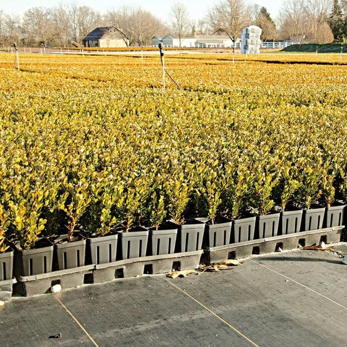 3.2oz. Premium Woven Ground Cover 6ft X 300ft 4 3.2oz. Premium Woven Ground Cover 6ft X 300ft - Image 4