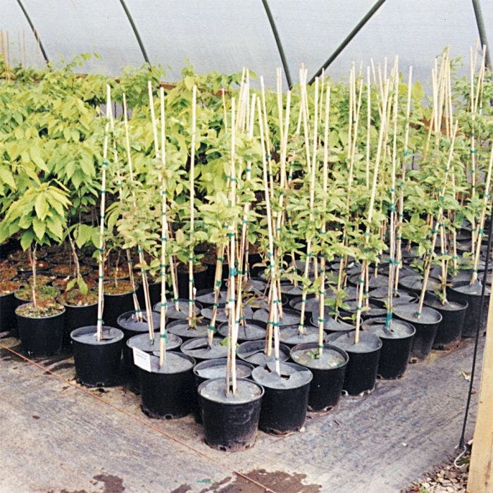 Geodisc UV-Resistant Weed-Blocking Discs, 13-Inch Diameter, Pack Of 500 2 Geodisc UV-Resistant Weed-Blocking Discs, 13-Inch Diameter, Pack Of 500 - Image 2