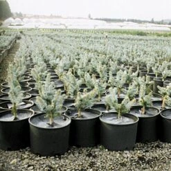 Geodisc UV-Resistant Weed-Blocking Discs, 11-Inch Diameter, Pack Of 500