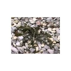 Red Dragon; 400,000 BTU Torch Kit 10 Red Dragon; 400,000 BTU Torch Kit -Garden Care hqdefault 12 1