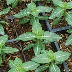 Rice Hull Bale, 90 Cubic Feet -Garden Care rhb 3