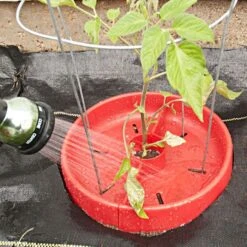 Tomato Crater, 3-pack -Garden Care tc3 5