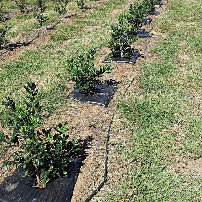 TreeDiaper® 24", Square 2 TreeDiaper® 24", Square - Image 2