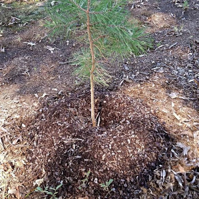 36" Round TreeDiaper® Landscaper Pro, Pack Of 12 2 36" Round TreeDiaper® Landscaper Pro, Pack Of 12 - Image 2