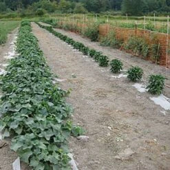 Biodegradable Paper Mulch -Garden Care vp pprmlch 7