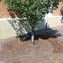 TreeDiaper Singles -Garden Care vp tdxx 5