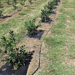 TreeDiaper Singles -Garden Care vp tdxx 6