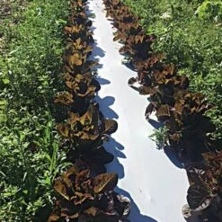 White/Black Mulch Film, 1 Mil, 60" X 4000' 5 White/Black Mulch Film, 1 Mil, 60" X 4000' -Garden Care wb481 2 2