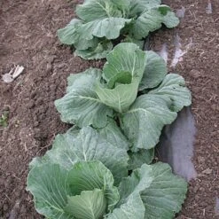 Biodegradable Paper Mulch, 3 Feet X 250 Feet -Garden Care wg36250f 4