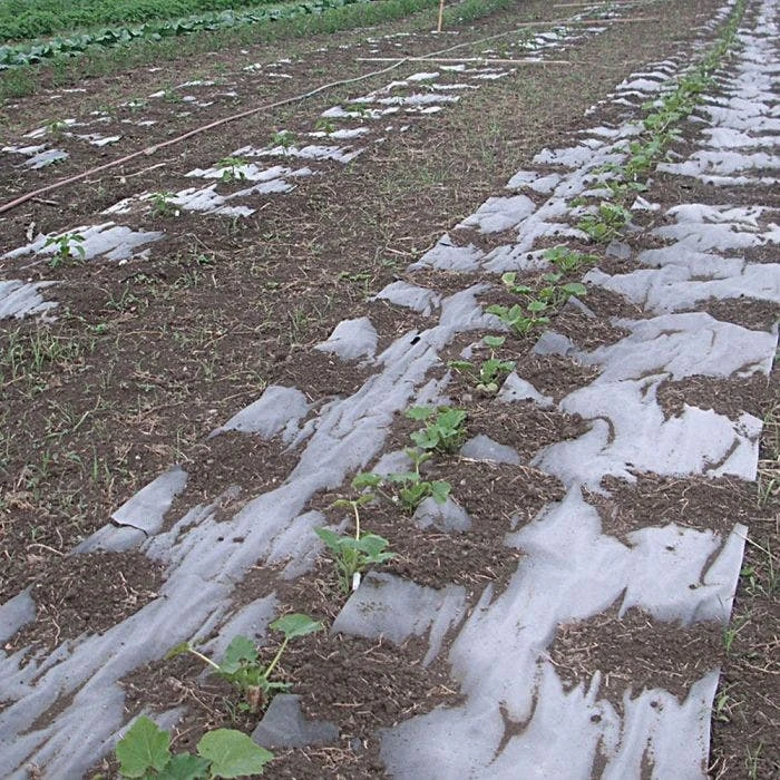 Biodegradable Paper Mulch, 3 Feet By 500 Feet 9 Biodegradable Paper Mulch, 3 Feet By 500 Feet - Image 9