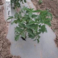 Biodegradable Paper Mulch, 4 Feet By 100 Feet -Garden Care wg48100f 3