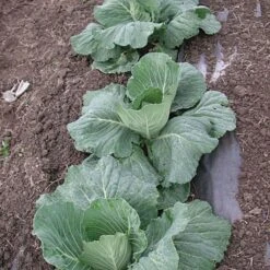 Biodegradable Paper Mulch, 4 Feet By 100 Feet -Garden Care wg48100f 4