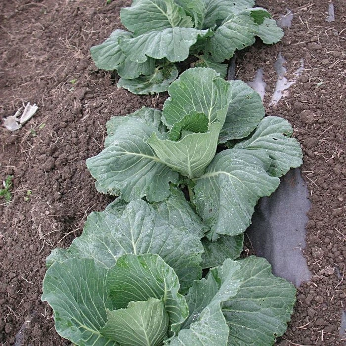 Biodegradable Paper Mulch, 4 Feet By 500 Feet 5 Biodegradable Paper Mulch, 4 Feet By 500 Feet - Image 5