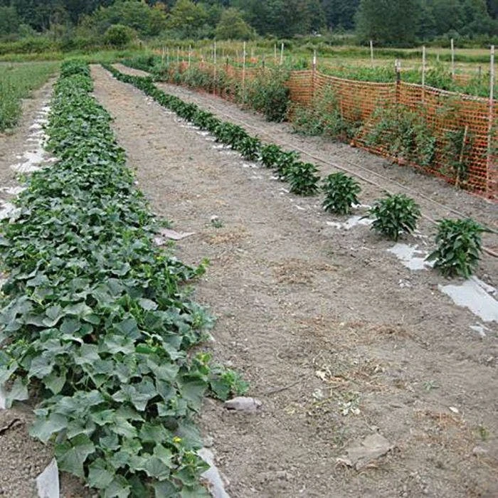 Biodegradable Paper Mulch, 4 Feet By 500 Feet 8 Biodegradable Paper Mulch, 4 Feet By 500 Feet - Image 8